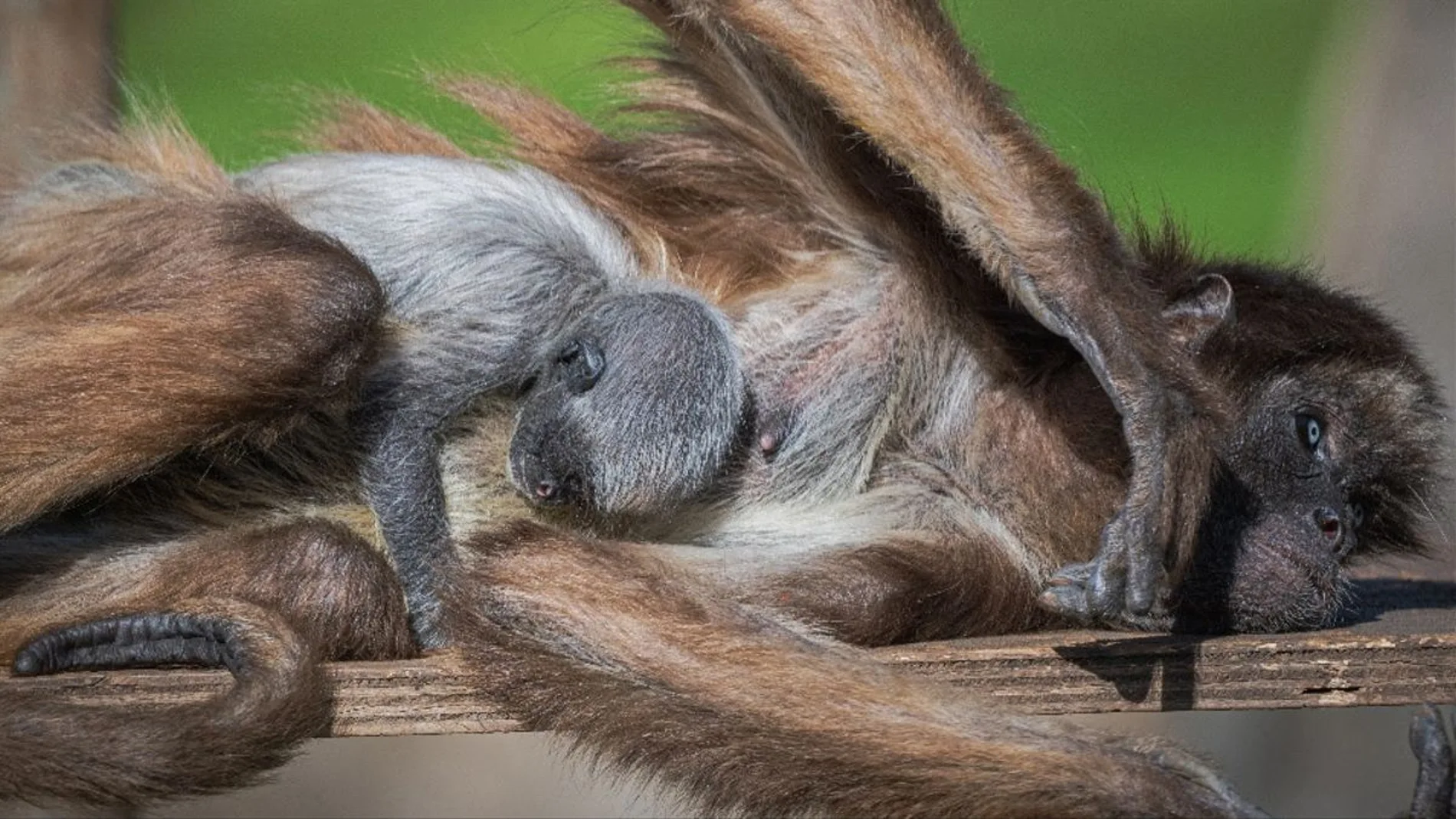 Nace una cría de mono araña, especie en extinción, en el Zoo de Barcelona, Nace una cría de mono araña, especie en extinción, en el Zoo de Barcelona,