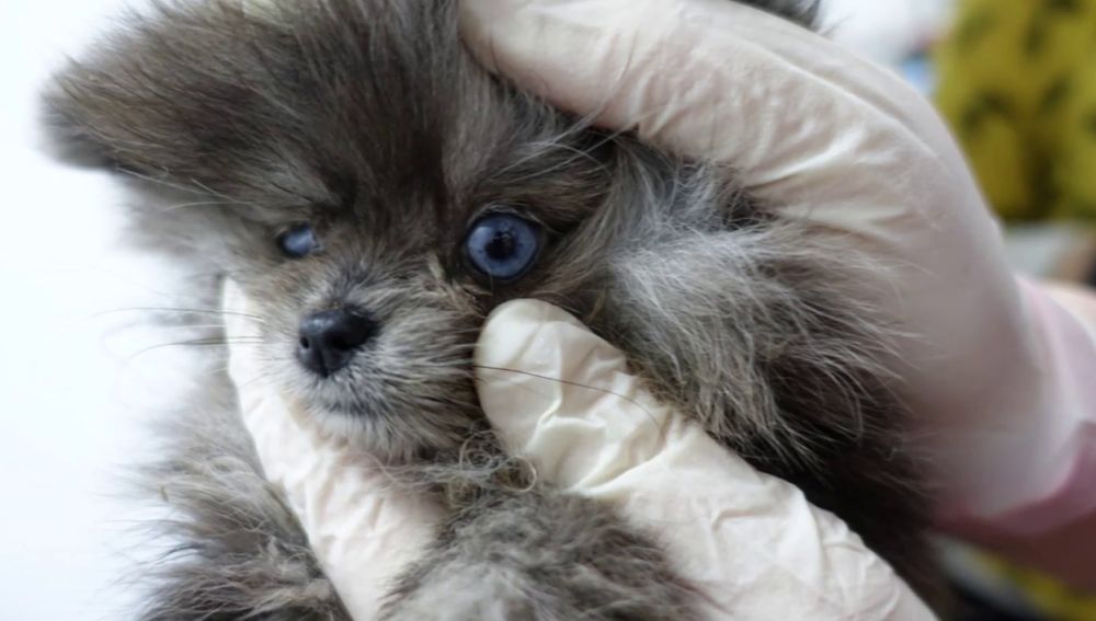 Encuentran perros muertos en un congelador y cachorros enfermos en una tienda de mascotas en Barcelona