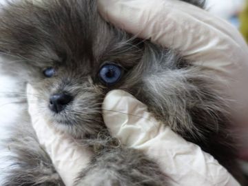 Encuentran perros muertos en un congelador y cachorros enfermos en una tienda de mascotas en Barcelona