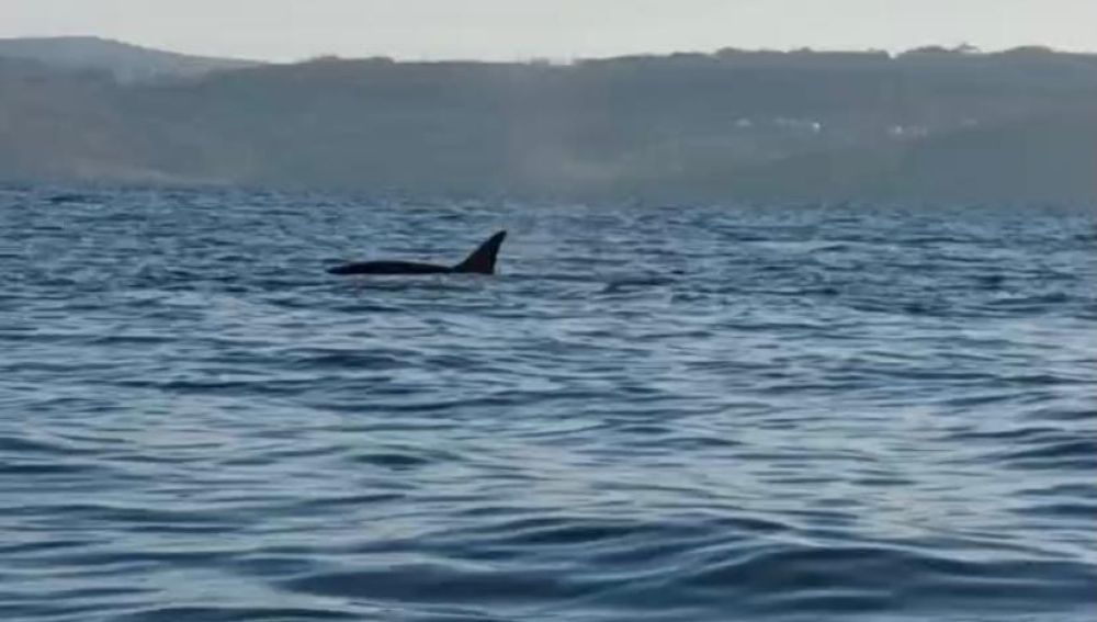 Susto en Fisterra por varias orcas