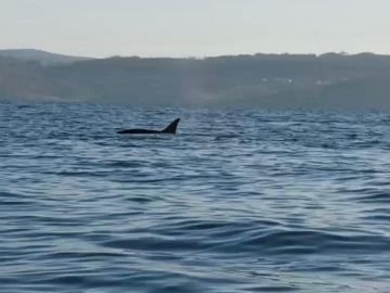 Susto en Fisterra por varias orcas