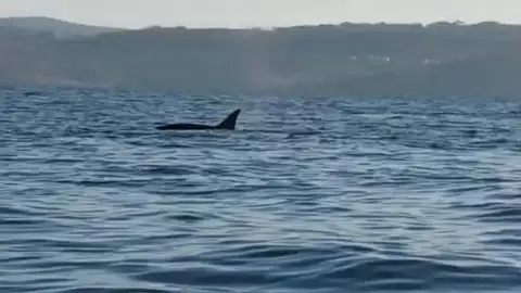 Susto en Fisterra por varias orcas Susto en Fisterra por varias orcas