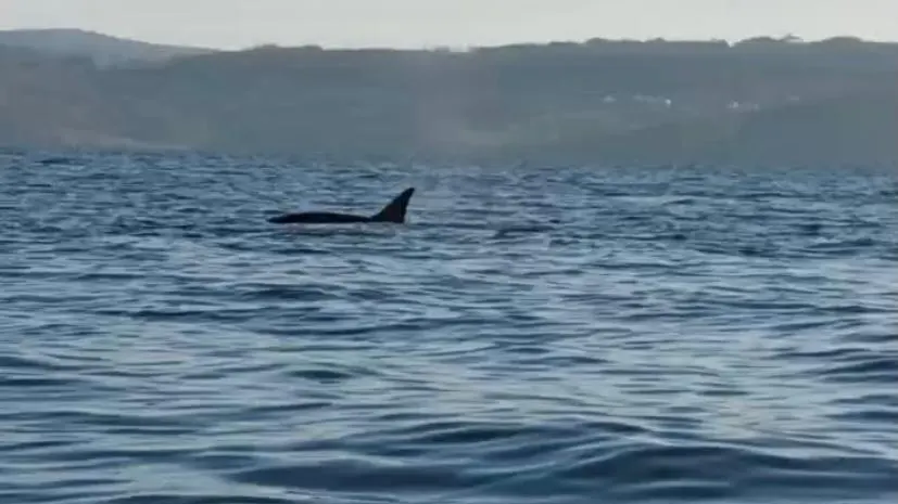 Susto en Fisterra por varias orcas Susto en Fisterra por varias orcas