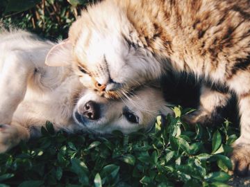 Un estudio muestra la reacción de los gatos con quienes se portan mal con sus dueños