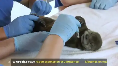 nutria nutria