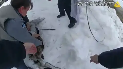 Rescate ganso flecha en la cabeza Rescate ganso flecha en la cabeza