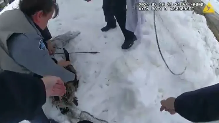 Rescate ganso flecha en la cabeza Rescate ganso flecha en la cabeza