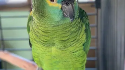Aparece el loro Curro en A Coruña Aparece el loro Curro en A Coruña