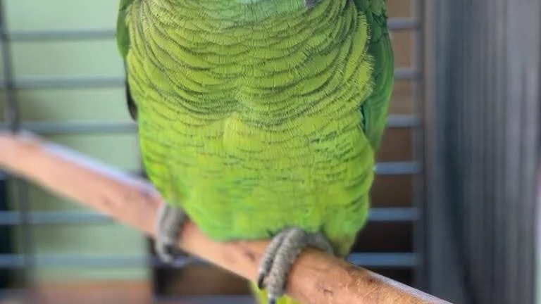 Aparece el loro Curro en A Coru&ntilde;a