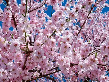 La primavera astronómica entrará este sábado a las 10:37 La primavera astronómica entrará este sábado a las 10:37