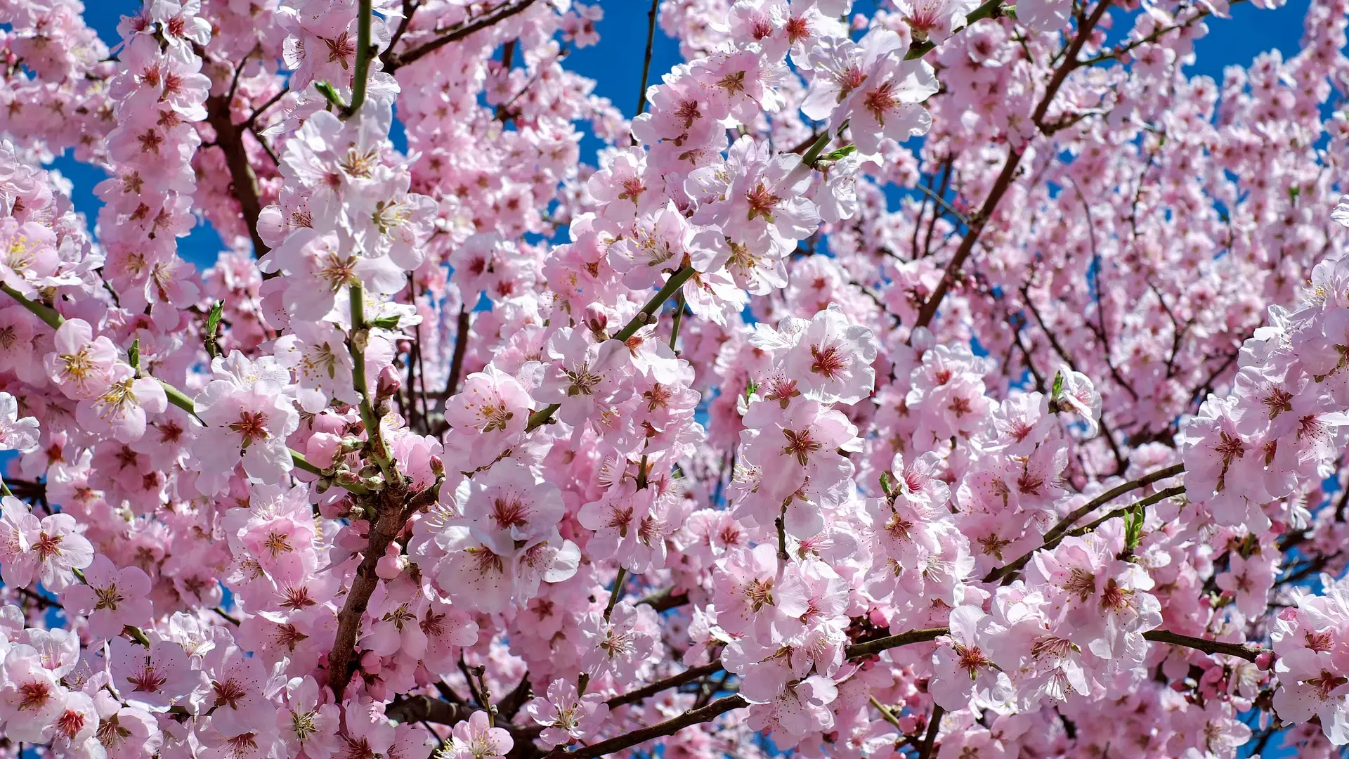 La primavera astronómica entrará este sábado a las 10:37 La primavera astronómica entrará este sábado a las 10:37