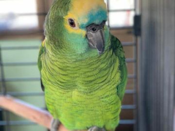 Se busca a Curro, el oro desaparecido amante del reguetón