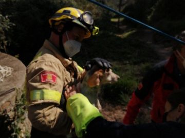 Uno de los perros rescatados en Sant Boi de Llobregat