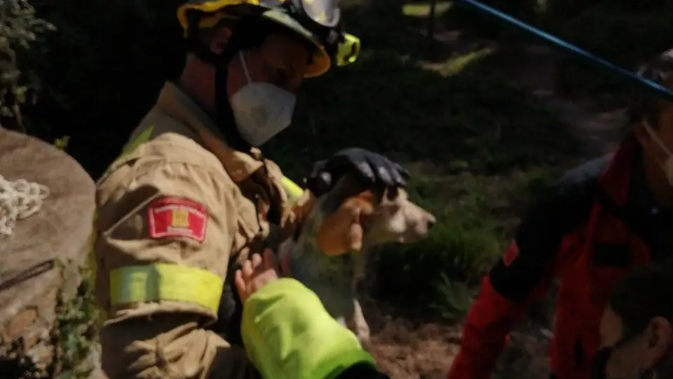 Uno de los perros rescatados en Sant Boi de Llobregat Uno de los perros rescatados en Sant Boi de Llobregat