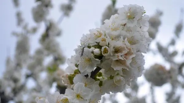Imagen de un cerezo en flor en el Valle del Jerte