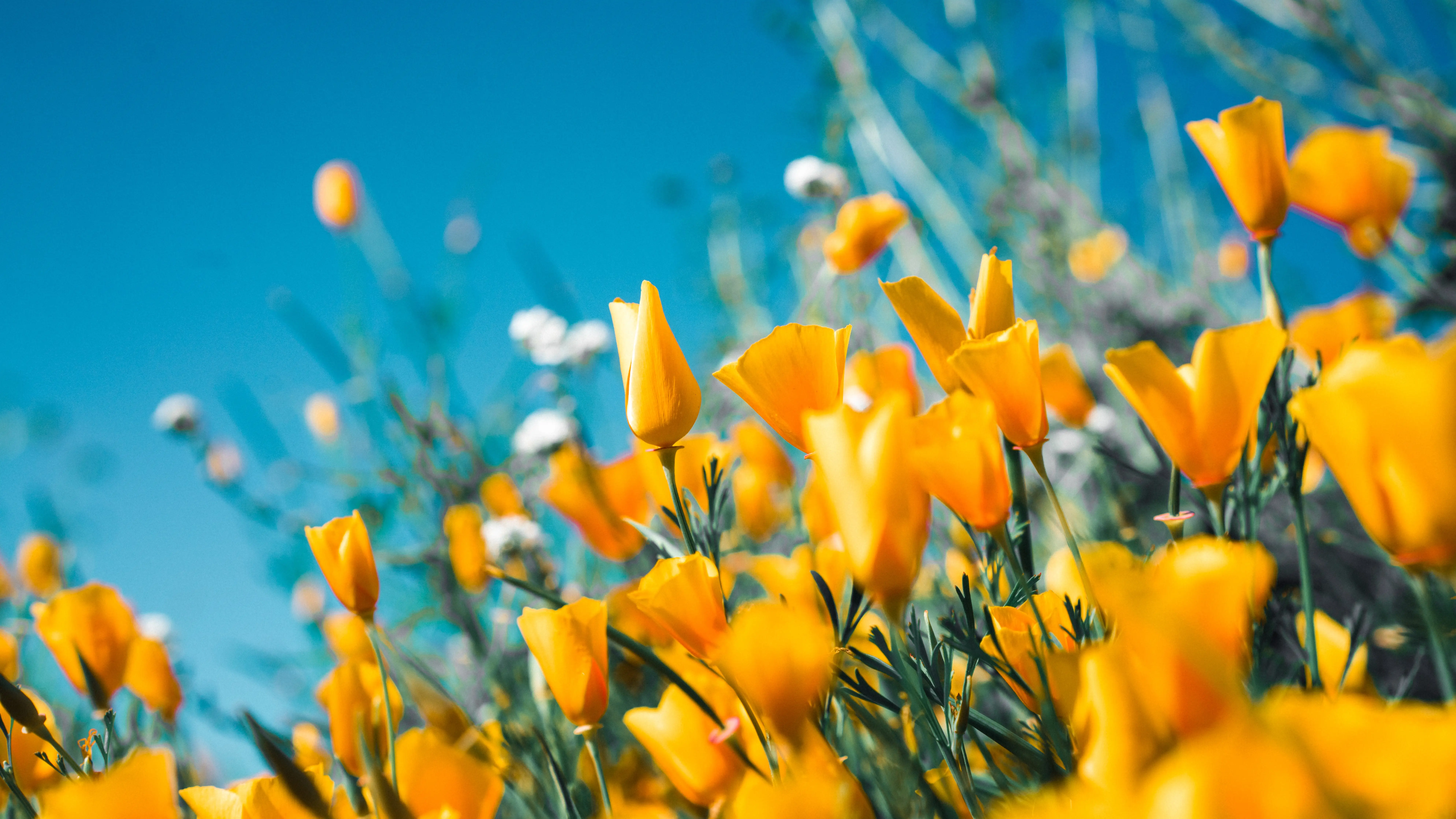 Primavera
