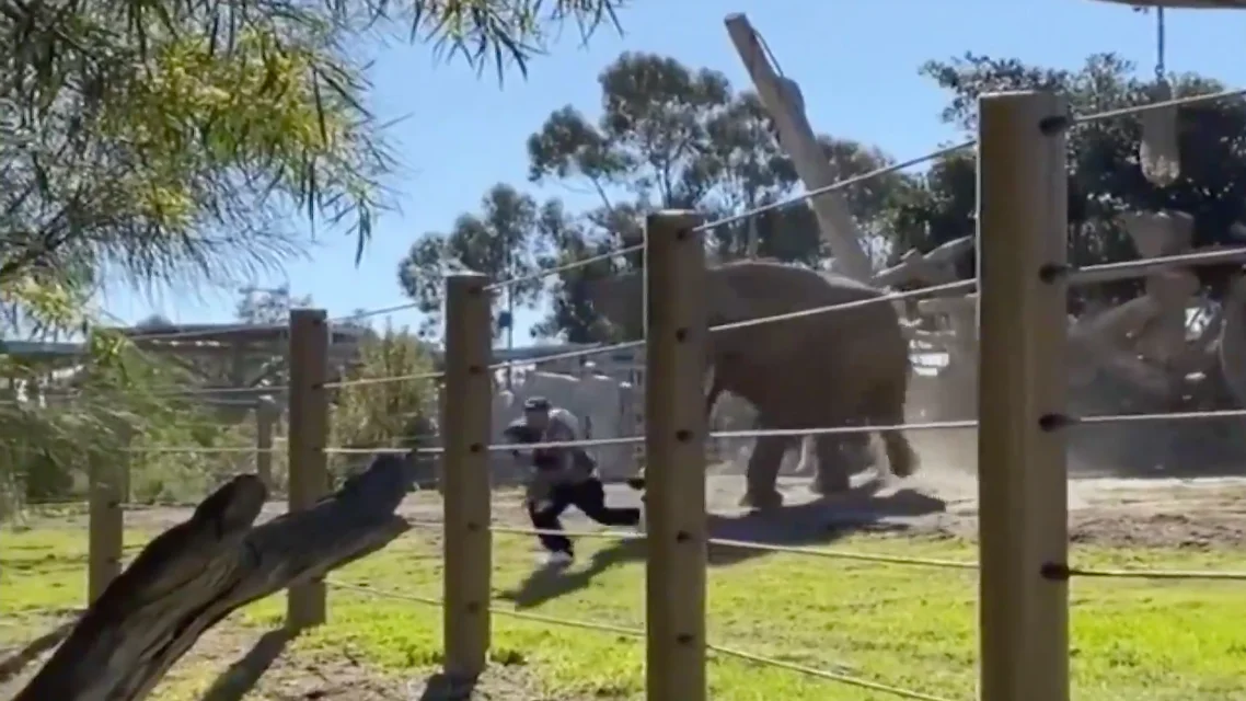 Un hombre y su hija huyendo del elefante