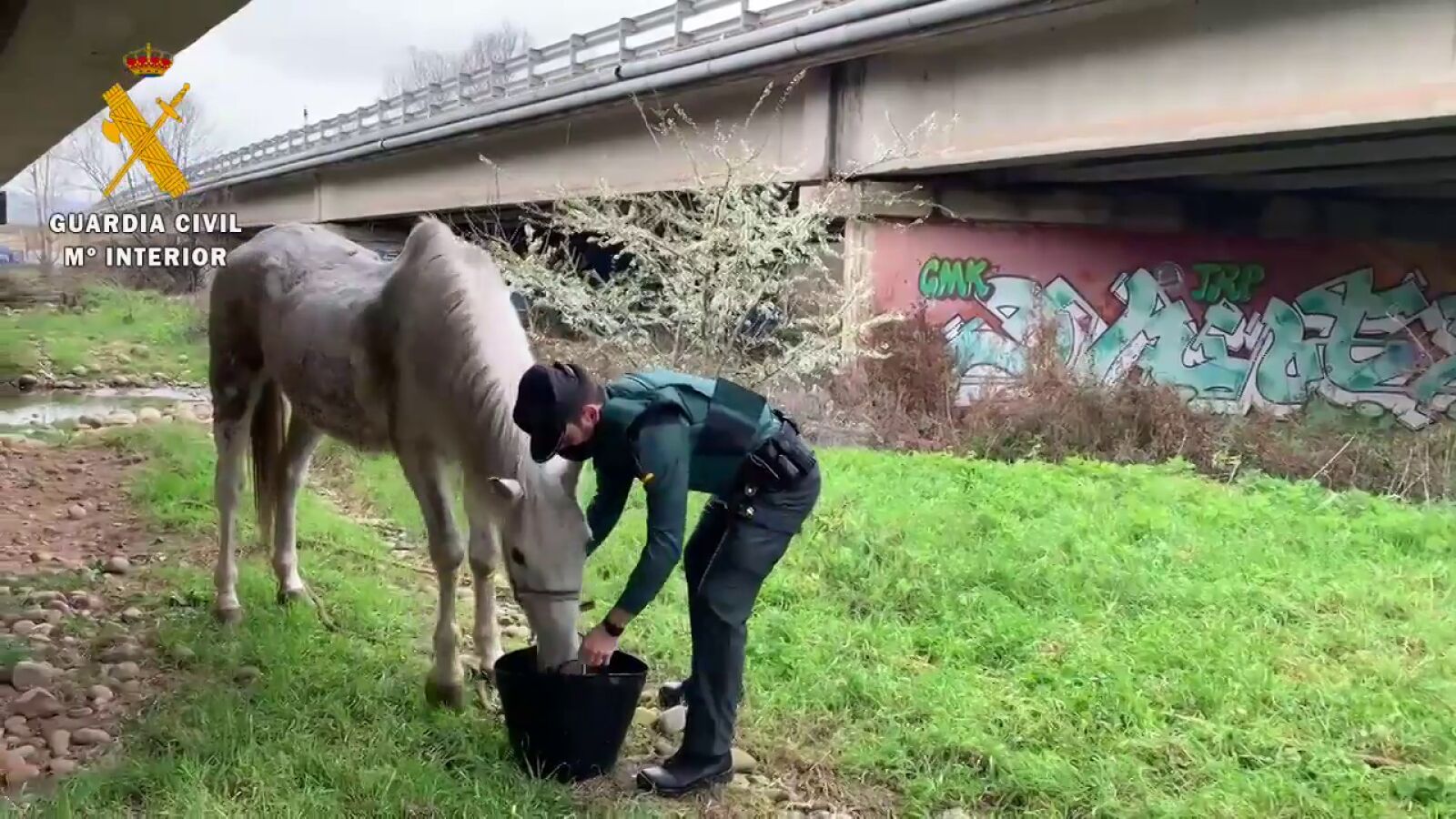 Investigan a un hombre de la Rioja por abandono animal tras encontrar a su caballo debajo de un puente sin comida ni agua