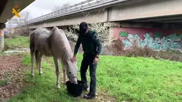 Agente de la Guardia Civil alimentando al equino. Agente de la Guardia Civil alimentando al equino.