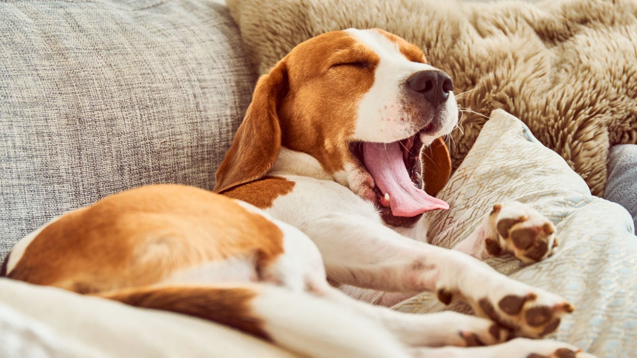 A tu perro le huele mal la boca, ¿qué puedes hacer?