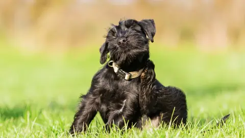 Perro que se rasca Perro que se rasca