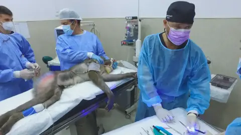 Un mandril del zoo de Jerez es operado para colocarle dos implantes dentales Un mandril del zoo de Jerez es operado para colocarle dos implantes dentales