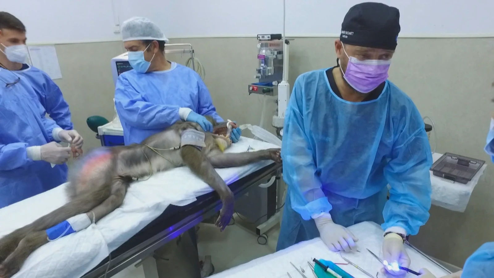 Un mandril del zoo de Jerez es operado para colocarle dos implantes dentales Un mandril del zoo de Jerez es operado para colocarle dos implantes dentales