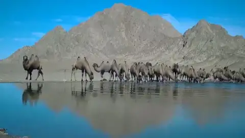 Camellos desierto Gobi Camellos desierto Gobi