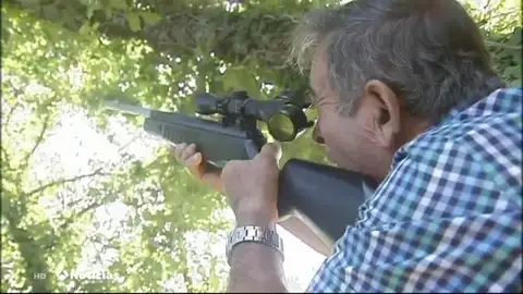 Los apicultores gallegos capturan avispas velutinas reinas para salvar sus colmenas Los apicultores gallegos capturan avispas velutinas reinas para salvar sus colmenas