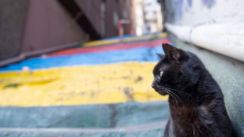 Gato negro