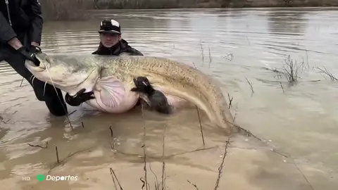 Los siluros, una amenaza para los ríos españoles Los siluros, una amenaza para los ríos españoles