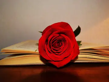 Sant Jordi 2021: Cómo comprar rosas online para enviar a domicilio Sant Jordi 2021: Cómo comprar rosas online para enviar a domicilio