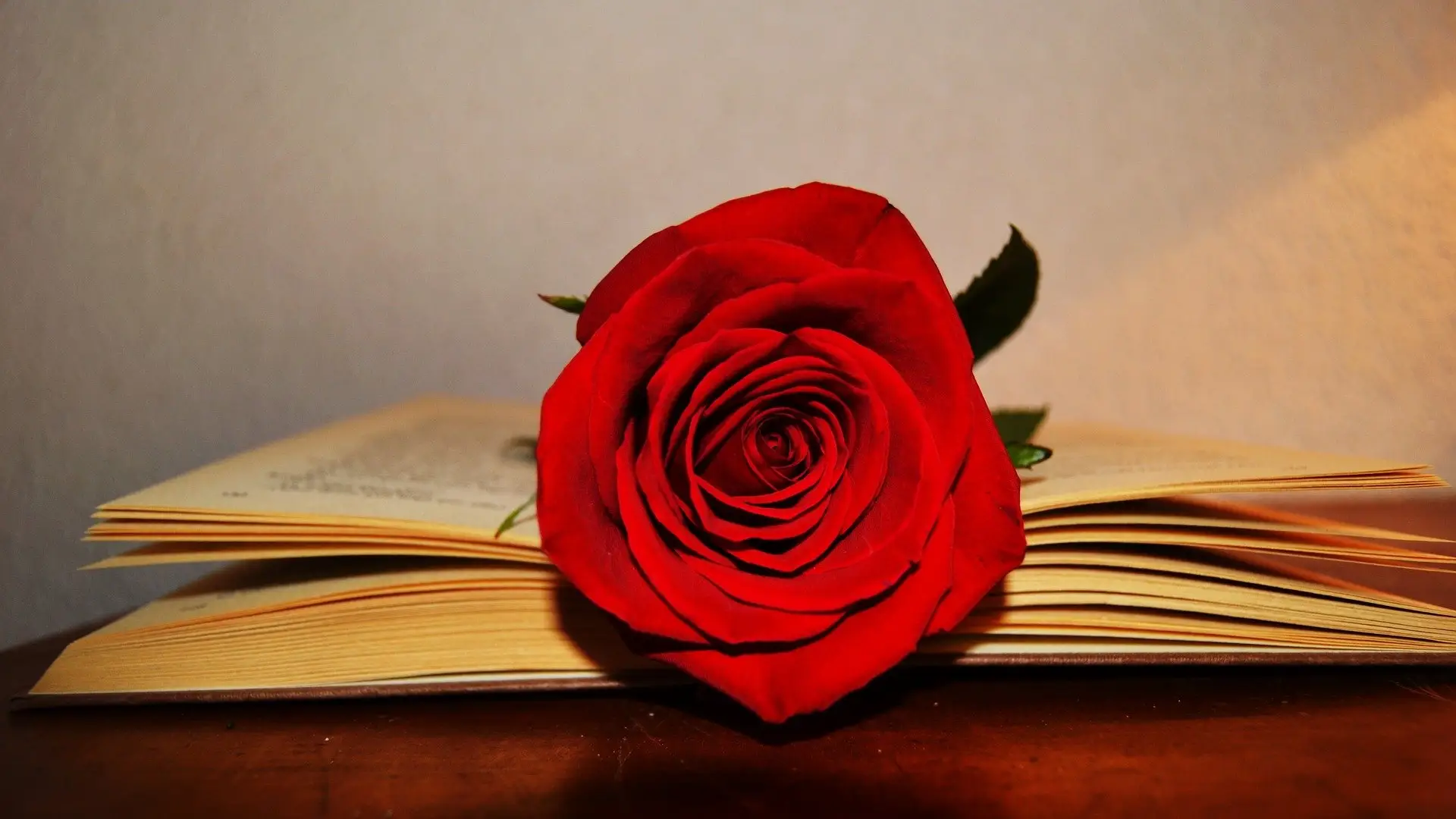 Sant Jordi 2021: Cómo comprar rosas online para enviar a domicilio Sant Jordi 2021: Cómo comprar rosas online para enviar a domicilio