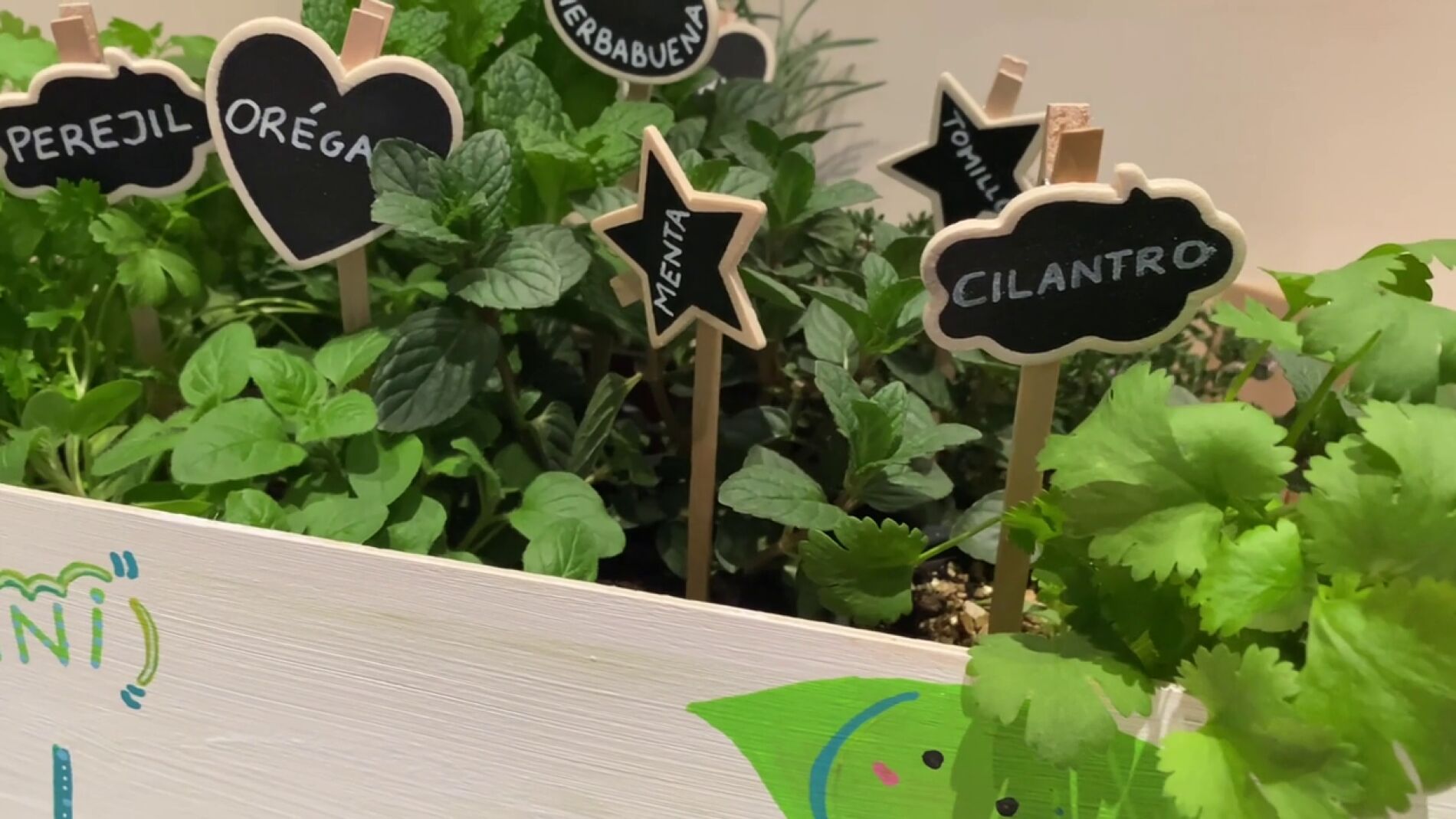 Las mejores plantas aromáticas para crear tu propio huerto casero