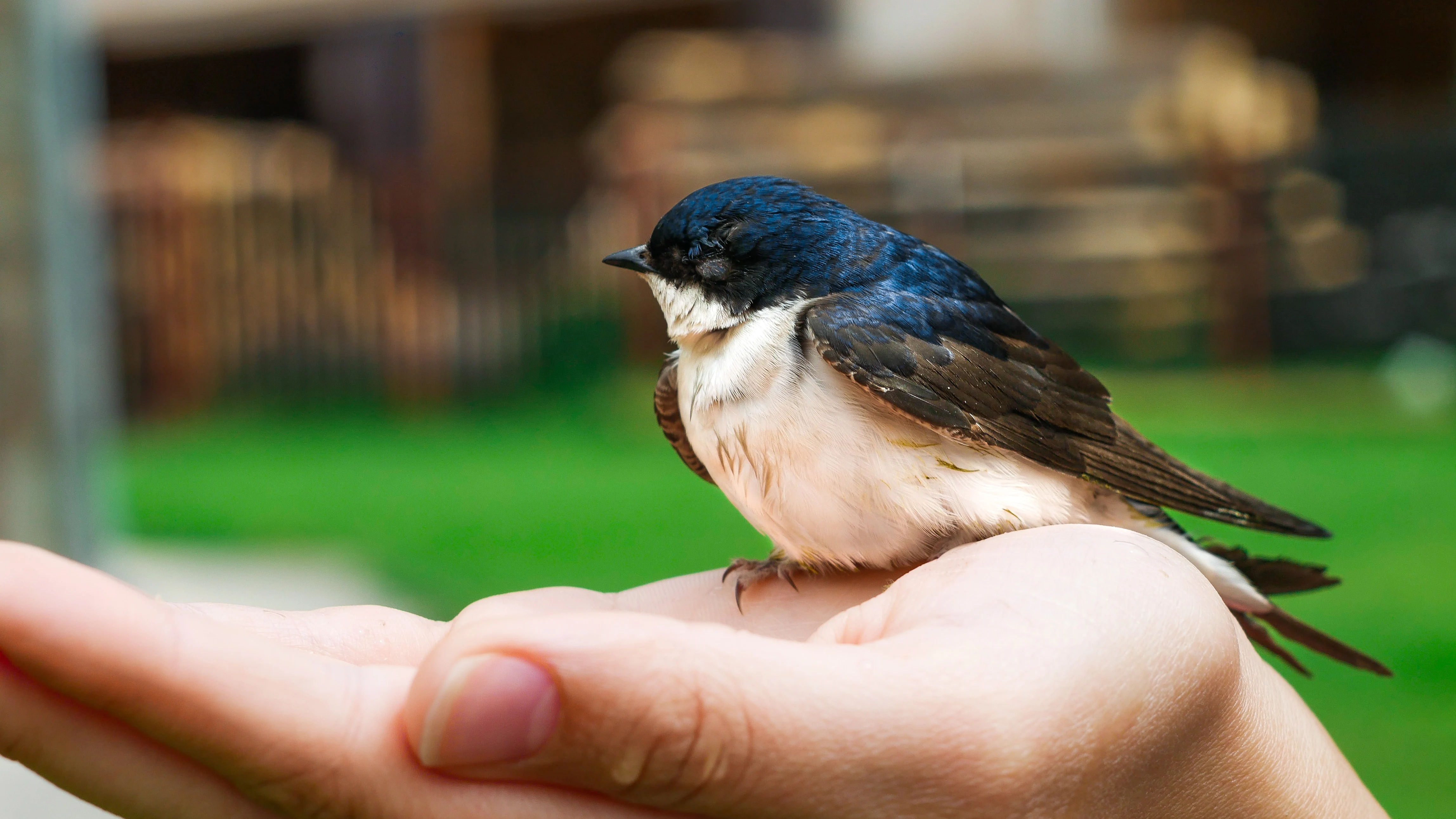 Golondrina