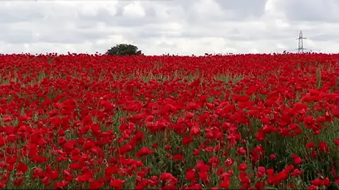 La obsesión por las fotos destroza un campo de amapolas La obsesión por las fotos destroza un campo de amapolas