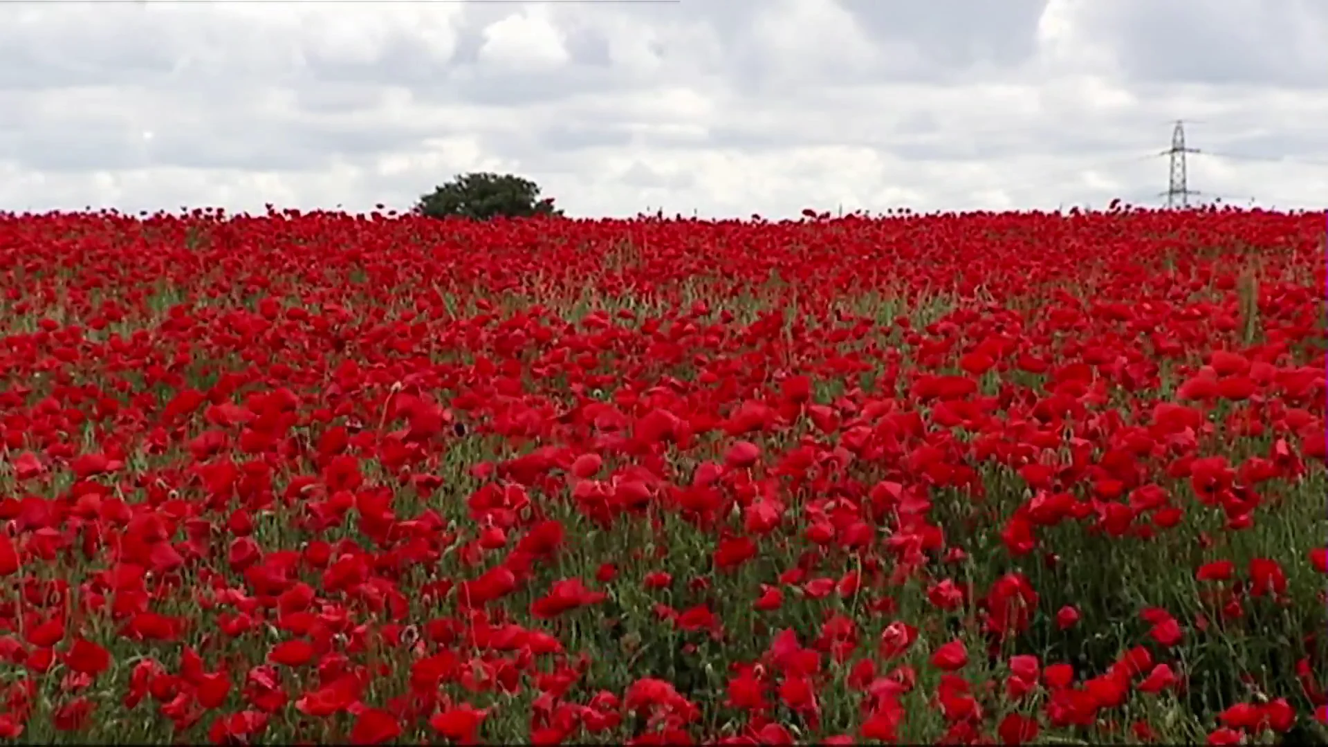 La obsesi&oacute;n por las fotos destroza un campo de amapolas 