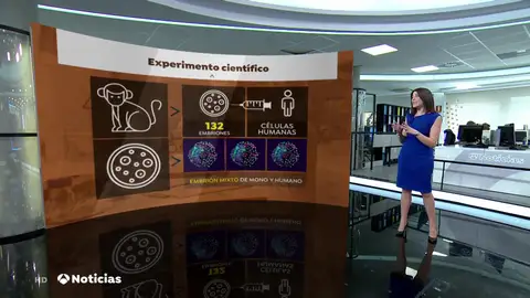 El debate ético sobre la mezcla de embriones humanos con embriones de monos El debate ético sobre la mezcla de embriones humanos con embriones de monos