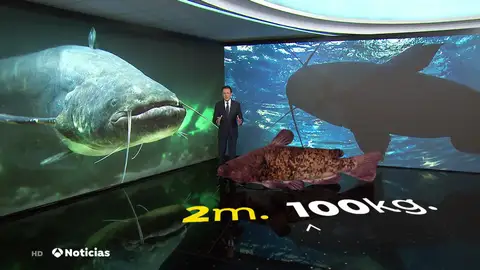 El siluro, una especia invasora cada vez más presente en los ríos de España: "No tiene ningún enemigo natural" El siluro, una especia invasora cada vez más presente en los ríos de España: "No tiene ningún enemigo natural"