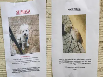 La guerra de carteles viral de una pareja por la custodia de su perro: "También es mío" La guerra de carteles viral de una pareja por la custodia de su perro: "También es mío"