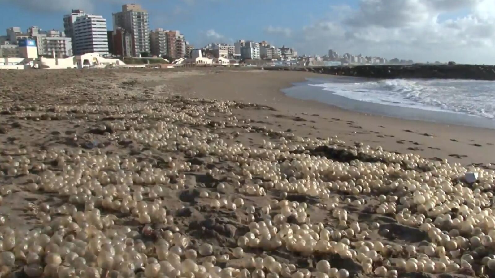 Las playas de Mar del Plata amanecen cubiertas de 'perlas'