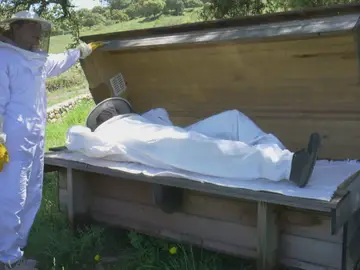 La 'cama de abejas', acostarse sobre una colmena como nuevo método de relajación La 'cama de abejas', acostarse sobre una colmena como nuevo método de relajación