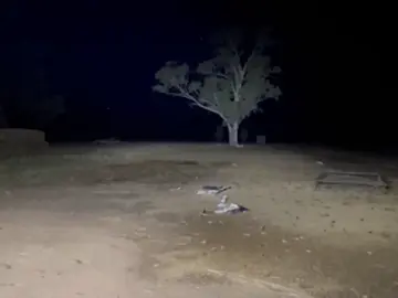 Australia sufre la peor plaga de ratones en sus últimas décadas Australia sufre la peor plaga de ratones en sus últimas décadas