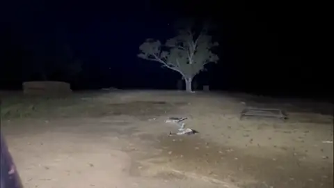 Australia sufre la peor plaga de ratones en sus últimas décadas Australia sufre la peor plaga de ratones en sus últimas décadas