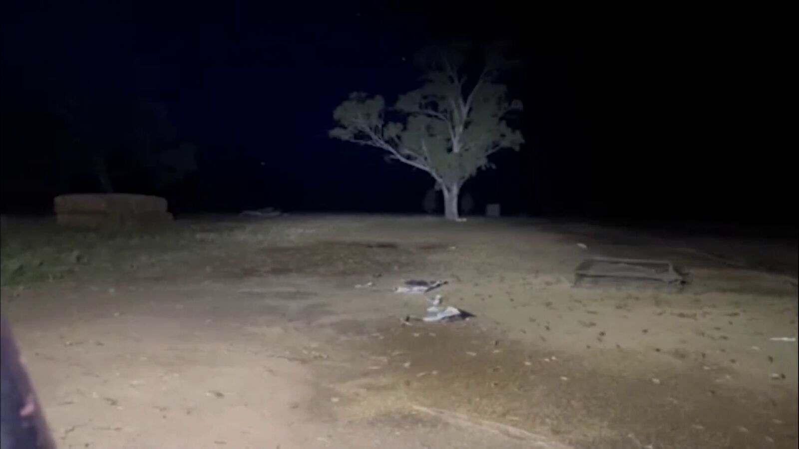 Australia sufre la peor plaga de ratones en sus últimas décadas