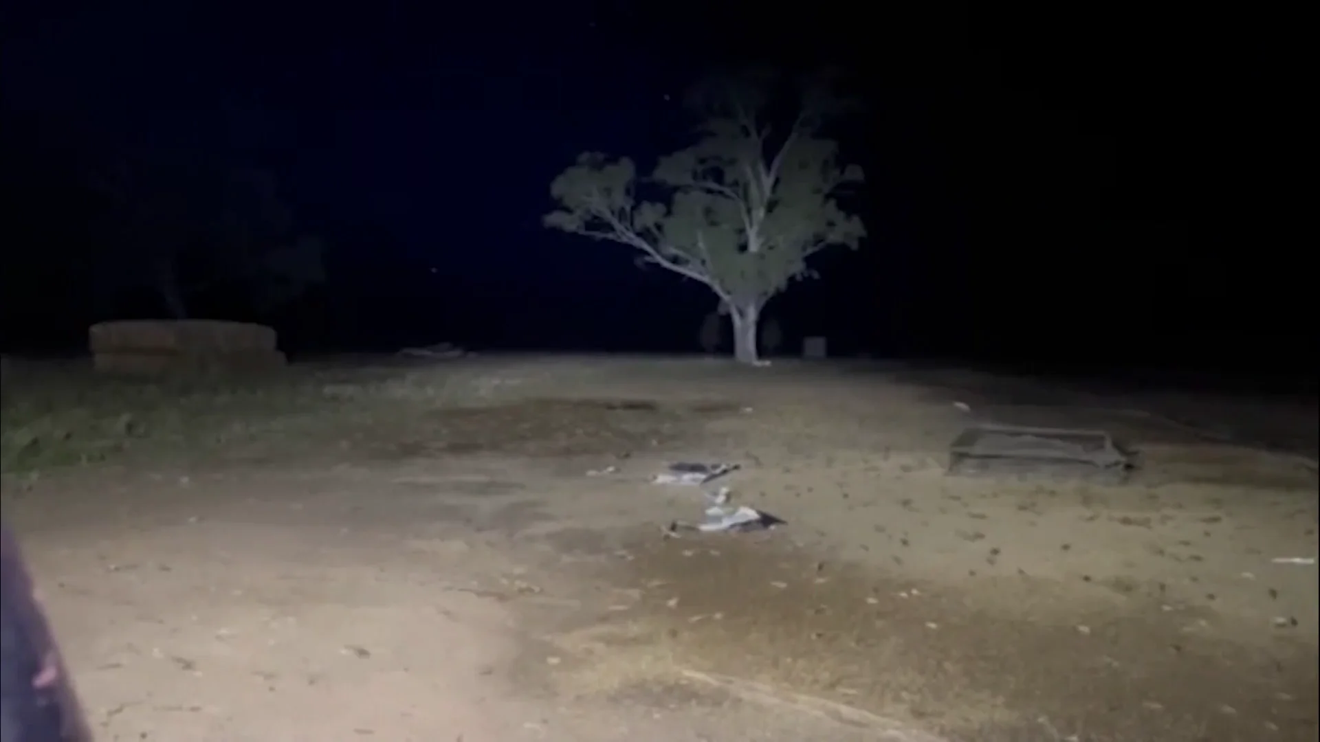 Australia sufre la peor plaga de ratones en sus últimas décadas Australia sufre la peor plaga de ratones en sus últimas décadas