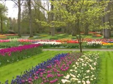 Campo de Tulipanes en Holanda