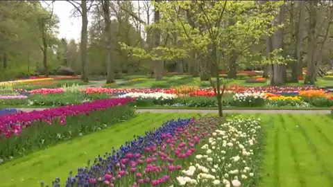 Campo de Tulipanes en Holanda Campo de Tulipanes en Holanda