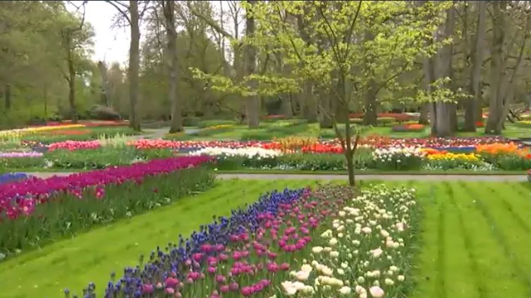 Campo de Tulipanes en Holanda