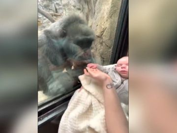 Una gorila mira con ternura a un bebé